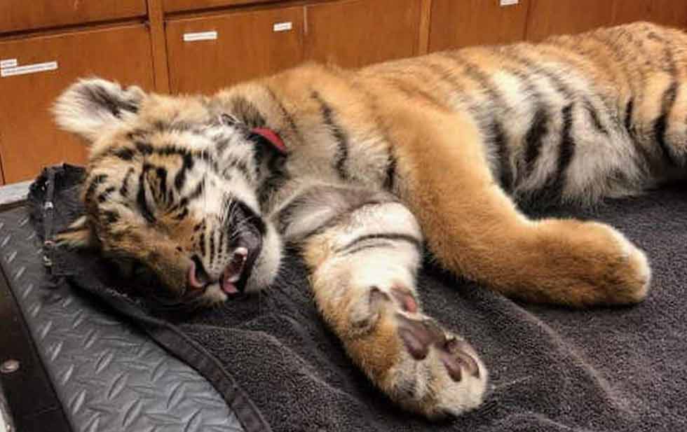 Intentan cruzar ilegalmente a EU, y abandonan cachorro de tigre
