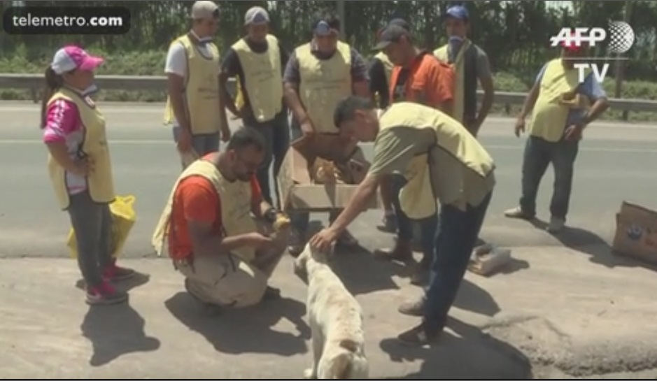 Guatemala: rescatan perros abandonados tras erupción