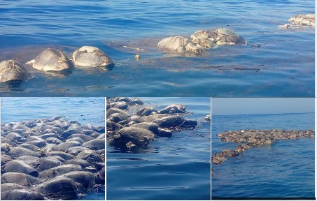 Encuentran más de 100 tortugas muertas en Colotepec
