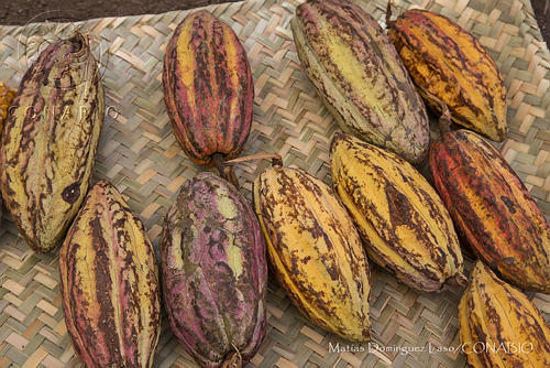 Certamen Mesoamericano  de Cacao Amigable con la Biodiversidad (CMC)