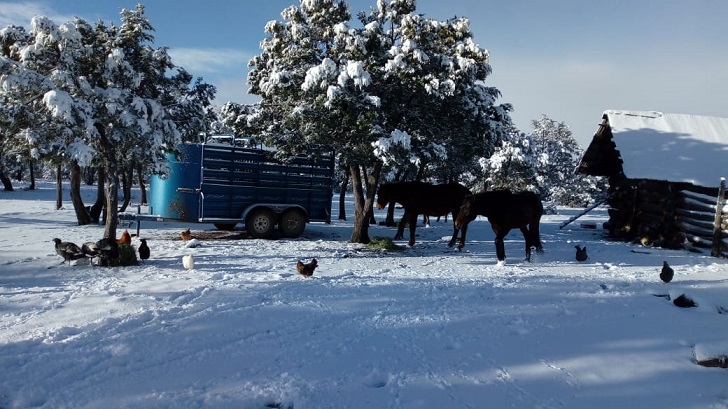 Reportan nieve en seis municipios; sin incidencias