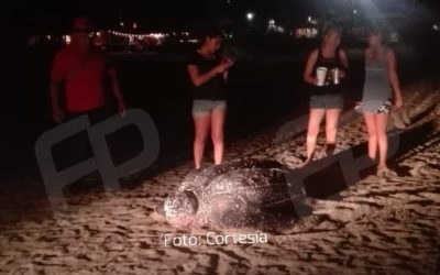 Anida tortuga laúd en playa Zicatela