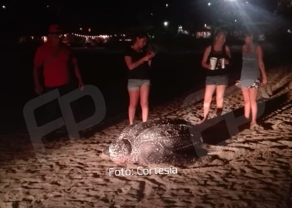 Anida tortuga laúd en playa Zicatela