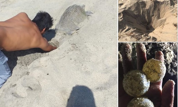 Saquean nidos de tortuga Laud en Puerto Escondido