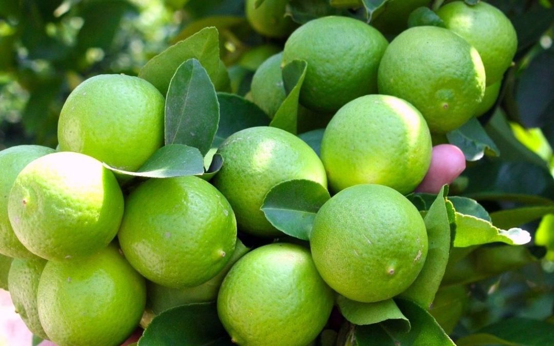 Oaxaca potencia en producción nacional de limón persa