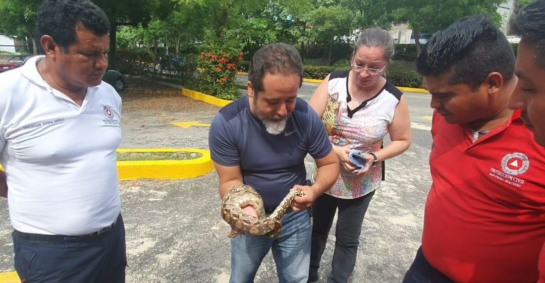 Capturan y reubican ejemplar de boa en Puerto Escondido