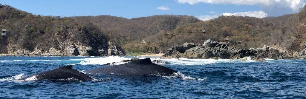 Observación de ballenas en Puerto Escondido, aliento para el turismo y conservación de la especie