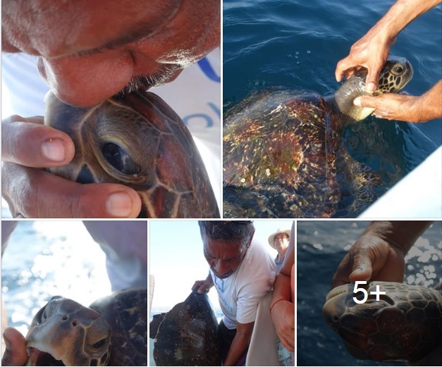 Pescador salva la vida de dos tortugas en costas de Oaxaca