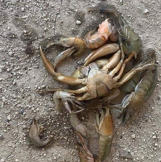 Alertan por muerte de camarones y cangrejos en río de Pluma Hidalgo
