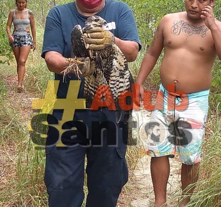 Rescatan águila en Playa Pescadores, Huatulco