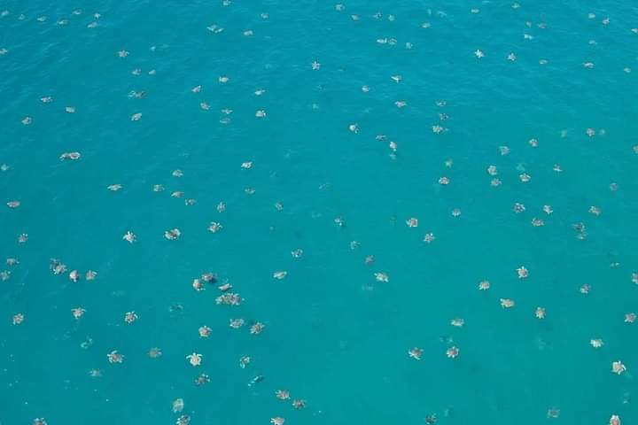Siguen llegando miles de tortugas a Playa Escobilla Tonameca, Oaxaca.