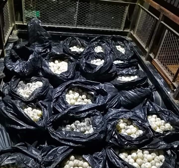 Decomisaron 30 mil huevos de tortugas en Santa María Huamelula