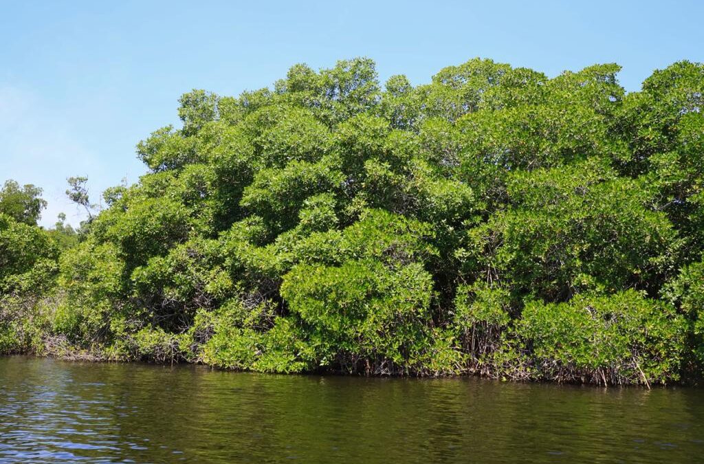 Oaxaca, estado privilegiado en Patrimonio Biocultural