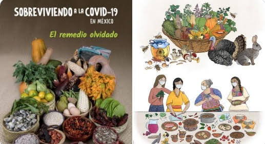 CONABIO presenta la guía  Sobreviviendo a la COVID-19 en México,  el remedio olvidado