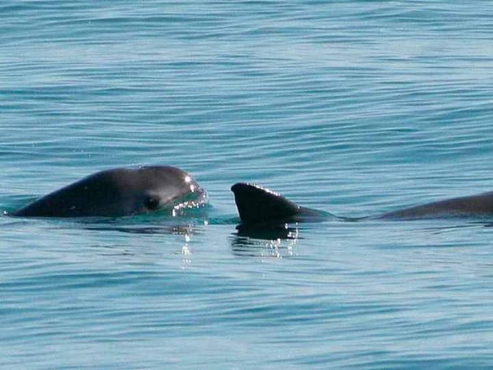 Exigen mantener Zona de Tolerancia Cero de la vaquita marina