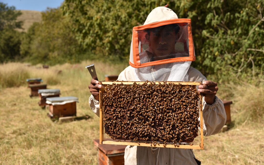 Este viernes celebramos el “Día Mundial de las Abejas”