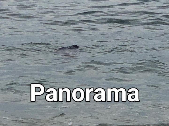 Encuentran cadáver flotando en Huatulco