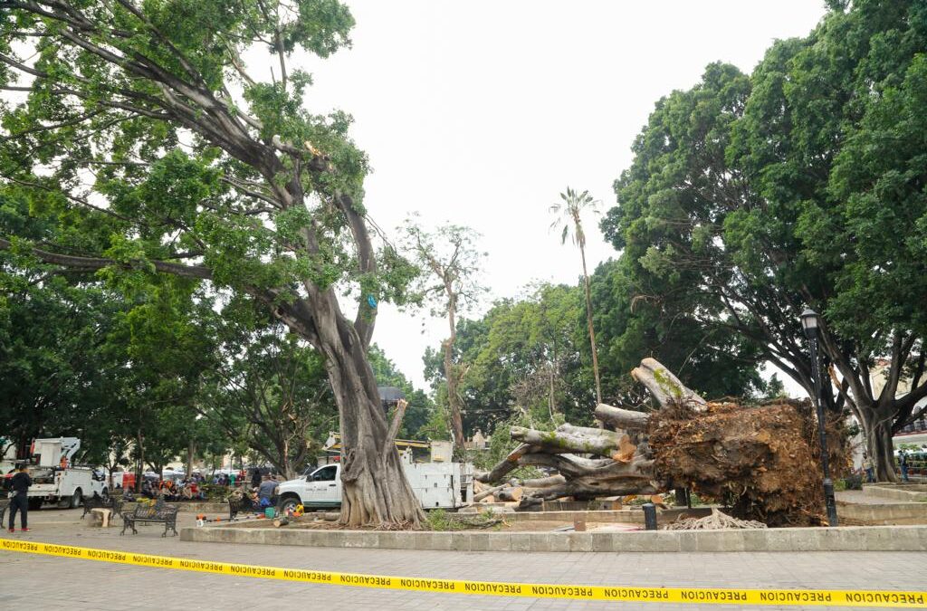 Realiza Semaedeso evaluación técnica tras el desplome de emblemático árbol de Laurel del Zócalo