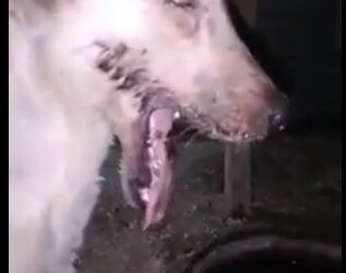 NUEVO CASO DE MALTRATO ANIMAL EN LA COSTA