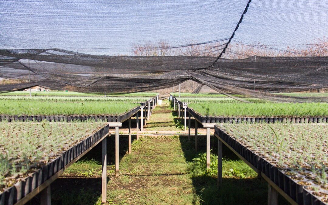 Atiende Coesfo daños provocados por granizada en vivero forestal de El Tequio
