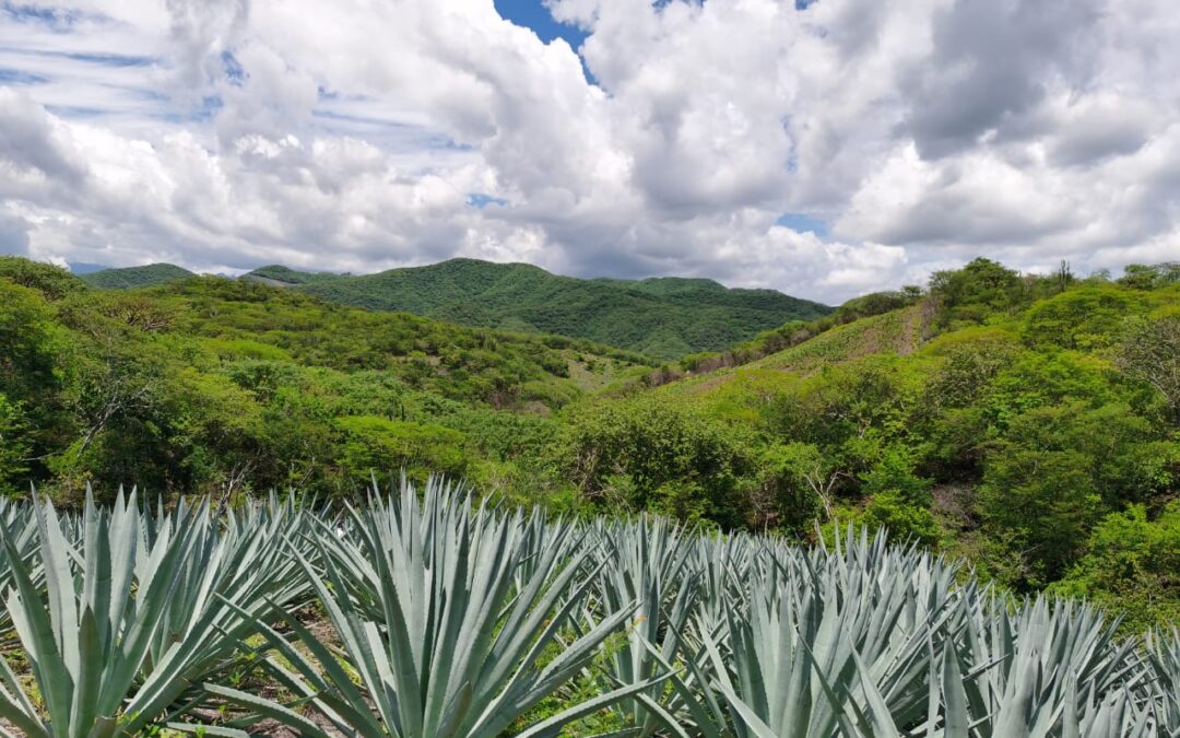 Santa María Ecatepec un pueblo de Cultivo de Maguey y el Maestro Mezcalero Eddy Ramírez Osogobio.