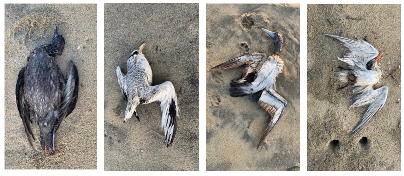 Negativo a influenza aviar, estudios a aves muertas en la costa de Oaxaca.