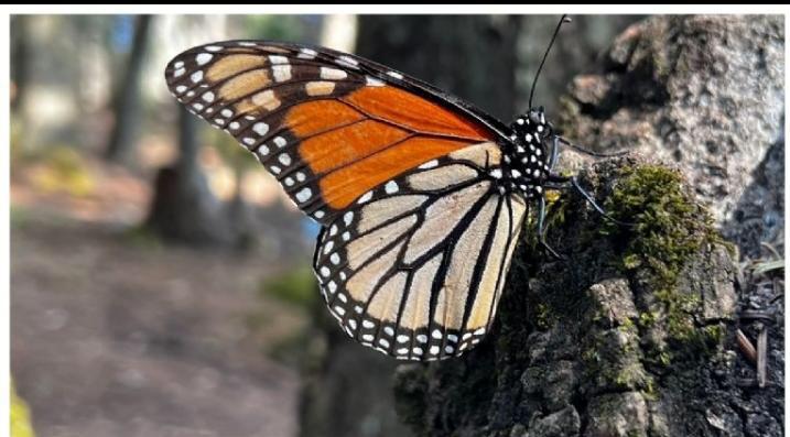 LA MARIPOSA MONARCA NO ESTÁ EN PELIGRO DE EXTINCIÓN PERO SI EMPIEZA A DISMINUIR SU REPRODUCCION