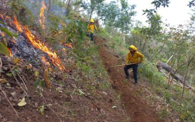 Liquidados cuatro incendios forestales en la Sierra de Juárez y Mixteca