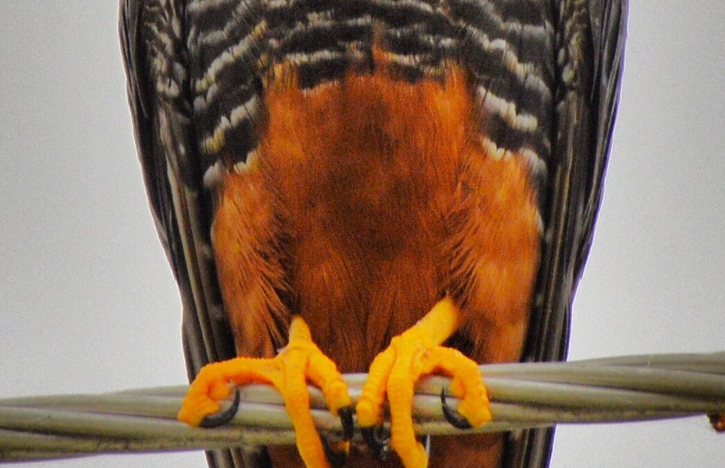 Huatulco un lugar de Aves Extraordinarias y Adrián Karim Gómez Romero, un Emprendedor Oaxaqueño.