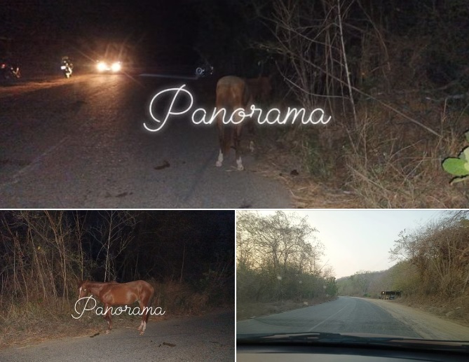 Motociclista choca con un caballo en Huatulco