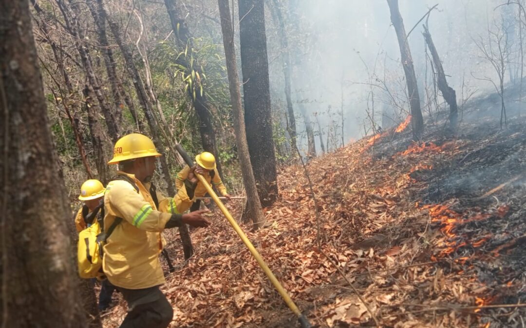 Controla y liquida Coesfo incendio forestal en la Costa