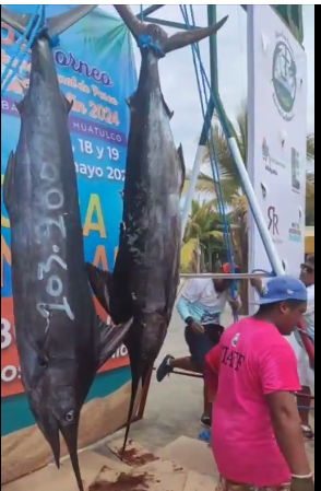 32° Torneo Internacional de pesca de  Marlin 2024