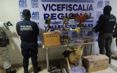 Tras operativo en Oaxaca: rescatan pericos, tucanes y hasta un cerdo en condiciones deplorables
