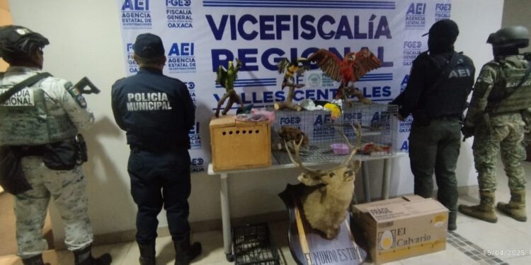 Tras operativo en Oaxaca: rescatan pericos, tucanes y hasta un cerdo en condiciones deplorables