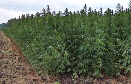 En la sierra Sur, cuerpos policiales localizan y destruyen platío de Marihuana