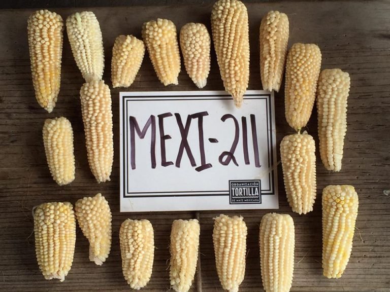 Confirman la primera cosecha de maíz palomero 100% Mexicana