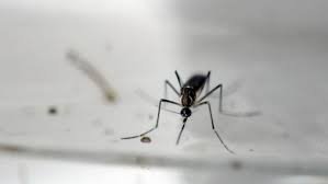 Alerta por posible llegada del Virus Mayaro