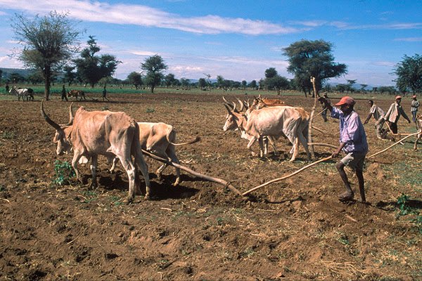 La distribución a tiempo de semillas en Etiopía impulsa los cultivos y fortalece la resiliencia de las comunidades