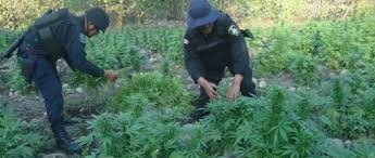 Policías estatales localizan y destruyen plantíos de marihuana en la sierra sur