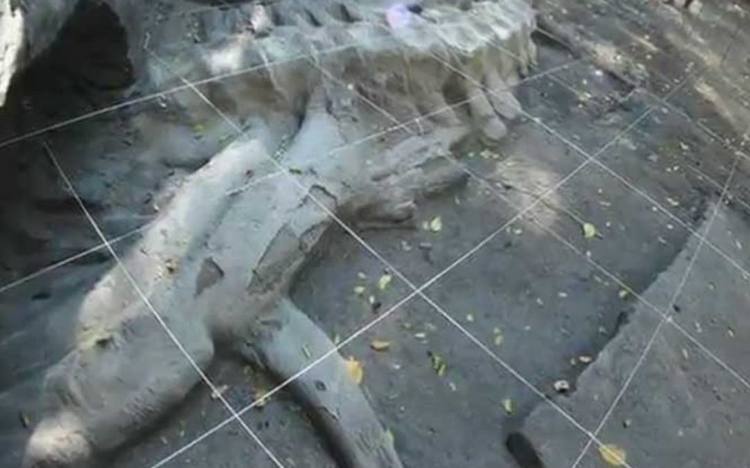 Hallan fósil de Megalodonte de más de 2 millones de años, en Guerrero