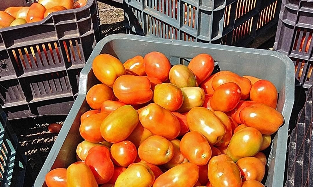 Sufren productores de tomate en Oaxaca, venden el kilo a $2.50