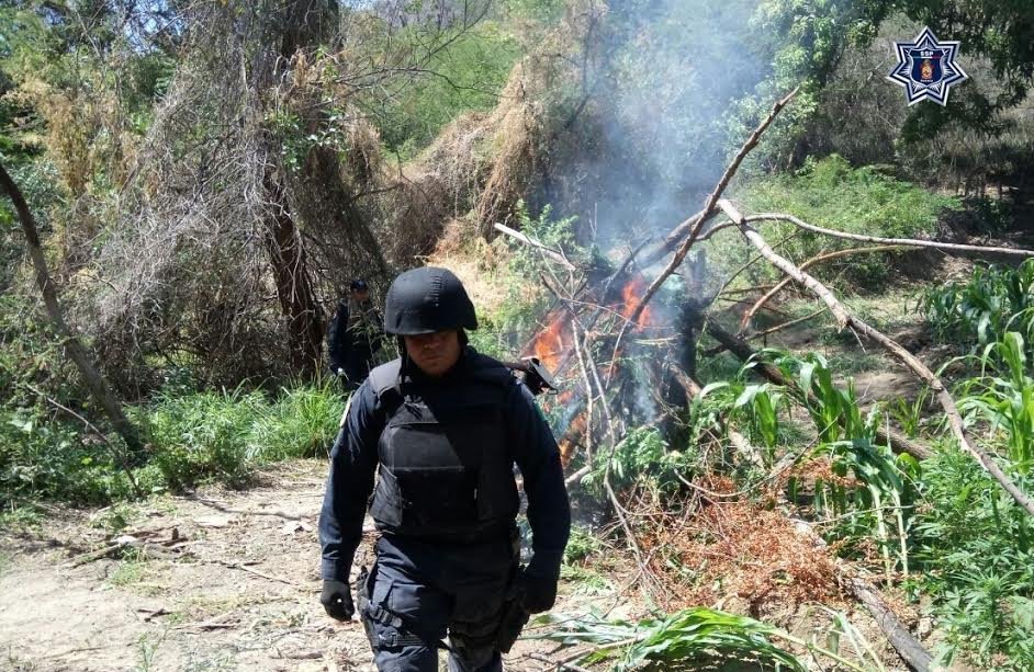 Destruyen plantio de Marihuana en Yautepec.