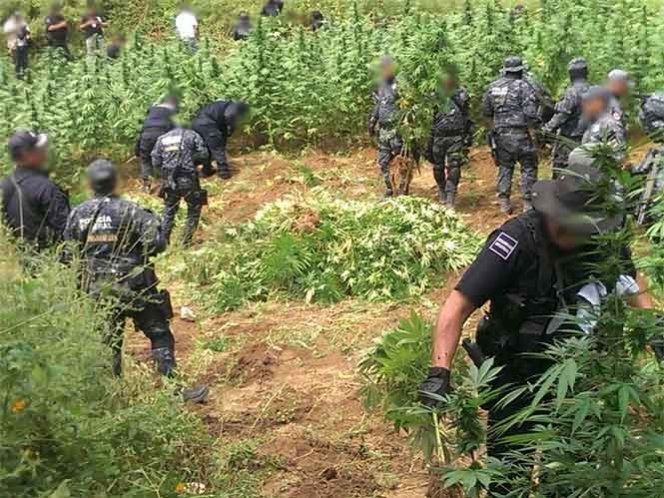 Hallan 192 toneladas de amapola en sembradíos de Oaxaca
