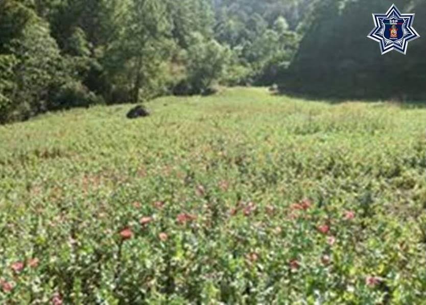 Más de 6 mil m2 de  Amapola