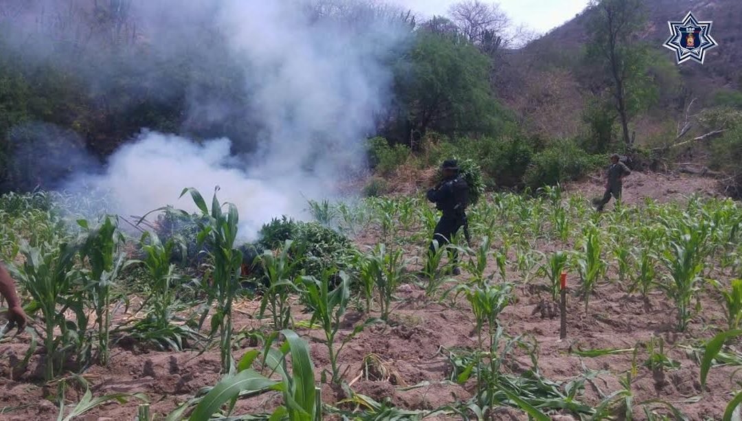 Destruyen plantios de marihuana en Valles Centrales