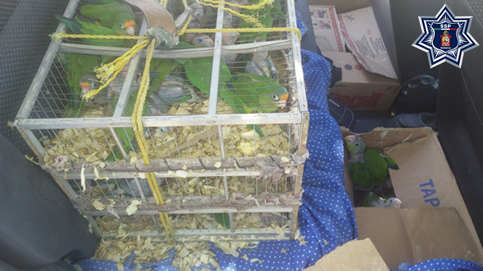 Detienen a dos sujetos por delitos contra la biodiversidad