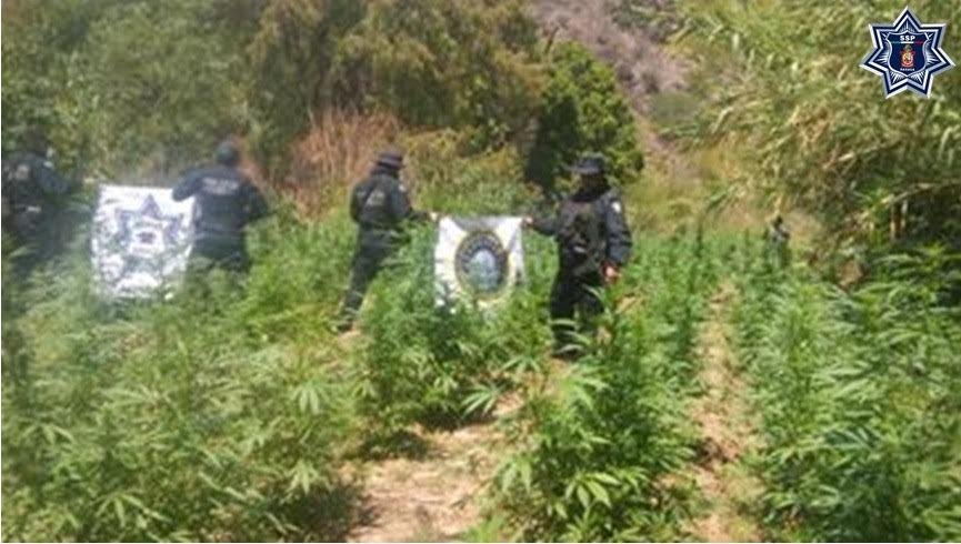 Destruye SSPO Plantío de marihuana en Valles Centrales