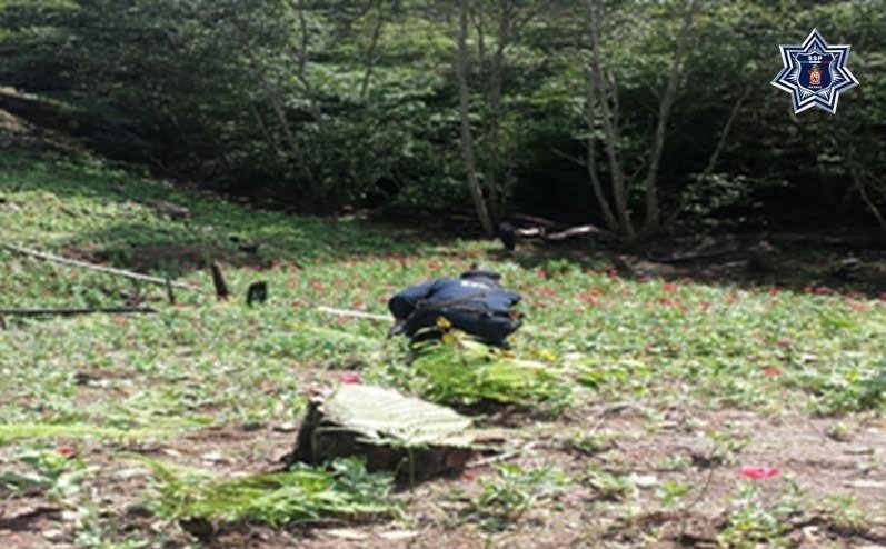 Destruyye SSPO 6 mil mts cuadrados de Amapola