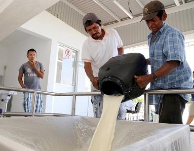 Liconsa garantiza calidad y transparencia en la compra de leche nacional