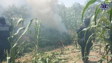 Sin tregua, continúa el combate a los delitos contra la salud en el estado: SSPO